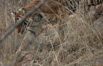 In der Zone 8 des Parks sahen wir kurz “Junior Ladali” (T61), eine 5-jährige Tigerin, die sich in der Nähe des Territoriums ihrer Mutter „Ladali“ (T8, s. u.). niedergelassen und im September 2015 zwei Junge geboren hat (längere Zeit die Parkattraktion).