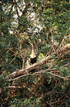 Schlangenhalsvogel (Art ?) Sarapiqui River.