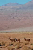 Ein paar andere, prächtige Lamas in dieser typischen Landschaft des Altiplano.