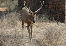 Der Sambar ist ein relativ grosser Hirsch (Länge von 160 - 250 cm, Höhe von 100 - 160cm und  Gewicht von 110 - 260 kg). Sein Lebensraum sind vorwiegend Wälder, wo er kleine Familiengruppen bildet. In offeneren Lebensräumen kommen jedoch auch Rudel vor.