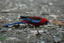 Der dritte im Bunde, der uns seine Aufwartung machte, war der Pennantsittich (Platycercus elegans) oder „Crimson Rosella“, der in den niederschlagsreichen Gebieten im Osten Australiens vorkommt. Hier vermutlich die Nominatform („Grosser Pennantsittich“).