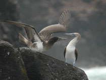 Die Brutzeit der Blaufusstölpel ist fast ganzjährig, jedoch kann ein Weibchen nur alle 8 Monate Eier legen. die 40 Tage lang bebrütet werden. Die Jungen verlassen nach 102 Tagen das Nest und sind erst mit 3–4 Jahren geschlechtsreif.