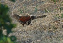 Der ca. 50 cm grosse Heckenkuckuck (Centropus sinensis), hier ein Jungvogel, wird engl. auch „Crow Pheasant“ (Krähenfasan) genannt. Er ist Standvogel in Süd- und Südostasien. Der Nahrungsopportunist jagt meist am Boden nach Beute. Kein Brutparasit !