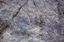 Auf unserem Spaziergang in Calico begegneten wir – etwas überrascht -  dieser Gruppe von Chukarhühnern (Alectoris chukar). Das Chukarhuhn kommt eigentlich vom Balkan bis zur Mandschurei vor. Es wurde aber in Nordamerika als Jagdwild eingeführt (Neozoon).