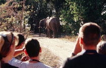 Es gibt auch andere Hindernisse in Moremi. Hier wurde die Strasse durch zwei Schwergewichte versperrt. Zu Fuss, den Instruktionen unseres Guides folgend, kamen wir ihnen bis auf wenige Meter nahe und konnten genau beobachten, was sie eigentlich machten.
