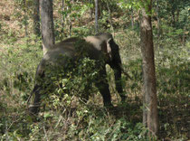 Nicht weit vom Fluss Kosi, im Wald entlang der Autostrasse, entdeckten wir diesen Asiatischen Elefanten (Elephas maximus indicus).Es handelte sich um einen Bullen, denn nur sie haben ausgeprägte, lange Stosszähne, (Kühe haben rudimentäre oder gar keine).