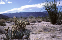 Der Ocotillo (Fouquieria splendens), rechts, ist ein laubabwerfender, xerophytischer Strauch (Wuchshöhe von 2 - 9m), mit bis zu 4 cm langen Dornen. Meist erscheint die Pflanze wie eine Ansammlung abgestorbener Zweige. Nach Regen wachsen schnell Blätter.