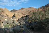 Blick ins Wadi Dana im Dana NP mit seiner interessanten Vegetation (hier wilde Oleandersträucher). „Wadi“, französisch „Oued“, bezeichnet einen zeitweilig austrocknenden Flusslauf in einem Trockental in den Wüstengebieten Nordafrikas und Vorderasiens