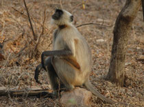 Die Bengalischen Hanuman-Languren (Semnopithecus entellus) mit leicht rötlichem Schimmer im Fell, zählen zu den am weitesten verbreiteten Hanuman-Languren. Sie verkörpern nach der hinduistischen Mythologie den Affengott Hanuman (gelten als heilige Tiere).