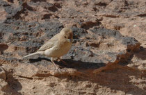 Beim Abstieg von Ed-Deir sahen wir den Einödgimpel auch Sinaigimpel genannt (Carpodacus erythrinus). Die Geschlechter unterscheiden sich in der Färbung: Das Weibchen ist beige bis sandgrau, das geschlechtsreife Männchen hat eine prächtige rote Bauchseite.