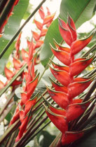 Papageienpflanze (Art?) beim Sarapiqui River.