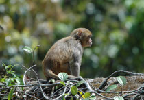 Auf dem Anwesen tummelten sich nicht nur diverse Vögel, sondern - neben Hulman Languren -  auch Rhesus Affen (Macaca mulatta). Diese sind in Bezug auf ihren Lebensraum nicht wählerisch und kommen sogar in Grossstädten, Bahnhöfen, und Tempelanlagen vor.