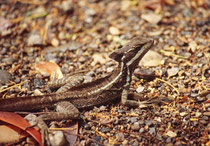 Der Streifenbasilisk hat eine durchschnittliche Körperlänge von ca. 20 cm plus eine Schwanzlänge von 40 cm. Er lebt überwiegend am Boden, gilt aber auch als ausgezeichneter Kletterer. Die Nähe zum Wasser wird immer gesucht.