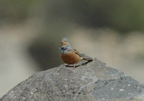 Das ist nicht ein Ortolan (Emberiza hortulana), wie in Aqaba, sondern  ein Grauortolan (Emberiza caesia). Er hat  einen unverkennbaren leuchtend blaugrauen Kopf. Die Kehle und der Bartstreif sind zimtbraun (nicht gelb) und der Schnabel ist rötlich-pink.