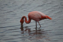 Die Nahrung der Kuba-Flamingos (auch „Caribbean Flamingo“) besteht hauptsächlich aus Kleinkrebsen, die sie aus dem Wasser filtern. Das Gefieder ist einheitlicher und kräftiger rot. Als das anderer Flamingoarten. Die Geschlechter sind kaum zu unterscheiden