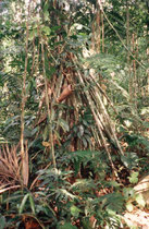 Pfahlwurzeln im Regenwald.