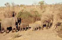 Der Chobe Nationalpark hat mit rund 50‘000 Tieren die höchste Elefantendichte Afrikas. Die meisten kommen zum Ufer des Chobe Flusses zum Trinken. Die nähere und weitere Umgebung weist denn auch alle Zeichen enormer Belastung auf (trocken, vegetationsarm).