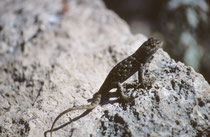 Hier handelt es sich vermutlich um den Blauen Stachelleguan („Blue Spiny Lizard“ (Sceloporus serrifer cyanogenys¡), eine für die Trockengebiete des südwestlichen Nordamerikas typische ovovivipare Echse, die sich  hauptsächlich von Insekten ernährt.