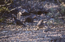 Die 23-27 cm grosse Helmwachtel (“Gambels Quail” [Callipepla gambelii]) mit der nach vorne ragenden, kommaförmigen, schwarzen Federhaube, kommt im SW der USA und in Nordmexiko vor. Sie ähnelt der Schopfwachtel, die aber einen gesprenkelten Bauch hat.