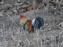 Ein Höhepunkt der Reise: Das Bankivahuhn (Gallus gallus), die wildlebende Stammform aller Haushühner unserer Erde. Das Verbreitungsgebiet reicht von Indien bis Südchina/Malaysia. Es ernährt sich opportunistisch und vielfältig (Sämereien, Wirbellose).