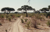 Mit einer Fläche von 10‘566 km² ist der Chobe National Park der zweitgrösste National Park Botswanas. Der westliche Teil - Savuti - war ursprünglich ein See, dessen Wasserzufuhr aber vor langer Zeit unterbrochen wurde. Heute ist es eine grosse Savanne.
