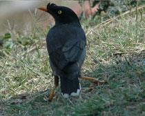 Die Dschungelmaina (Acridotheres fuscus fuscus) mit dem Federbüschel an der Schnabelwurzel, ist ein Höhlenbrüter und lebt ebenfalls in der Himalayaregion Indiens. Man findet diesen Allesfresser (Obst, Körner, Insekten) nahe an Gewässern oder Reisfeldern.