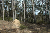 Auf der Fahrt von Tahtra nach Tilba entdeckten wir einen Wald mit mehreren Termitenhügeln. Termiten (Isoptera) sind eine staatenbildende, in warmen Erdregionen – also durchaus auch in Australien - vorkommende Ordnung der Insekten.