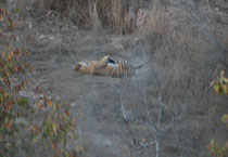 Bevor wir den Park verlassen mussten (30 Min. vor Sonnenuntergang), entdeckten wir auf der gegenüberliegenden Talseite, also ziemlich weit weg, diesen ruhenden männlichen Tiger. Es handelte sich um T25, „Dollar Male“, einen „Superstar“ des Nationalparks.