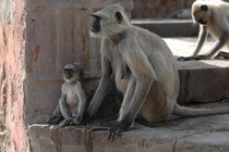 Bengalische Hanuman-Languren zählen als Kulturfolger zu den bekanntesten Affenarten Indiens. Benannt sind sie nach „Hanuman“, einem indischen Gott in Affengestalt, gelten als heilige Tiere und werden, wie hier im Ranthambore NP, auch gefüttert.