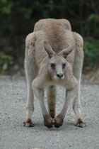 In der Nähe von Batemans Bay besuchten wir diverse lokale Ausflugsziele (Strände, Camping- und Picknick-Sites etc.). Dort waren die Tiere ganz erstaunlich zutraulich, wie hier dieses Östliche Graue Riesenkänguru (Macropus giganteus).