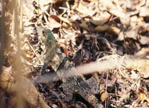 Mittelgrosse Echse (Art ?) Carara Biological Reserve. Weil das Reservat grösstenteils dict bewaldet ist. Sind die Lichtverhältnisse für gute Fotos (insbesondere auch Tele-Aufnahmen) häufig leider sehr prekär.