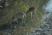 Der Corbett NP ist mit seinen natürlichen Flussläufen reich an idyllischen Wasserstellen, wo manche Tiere (hier Axishirsche) trinken oder baden können. Für wiederum andere, z.B. Fische (oder Vögel, die sich von Fischen ernähren) sind sie Lebensgrundlage.