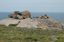 Die "Remarkable Rocks" auf Kangaroo Island gelten als das vierte Wahrzeichen Australiens. Die bizarren Formen dieser gigantischen Granitfelsen sind das Ergenbnis 500 Millionen Jahre langer Erosion durch Regen, Wind, Sand und Meergischt.