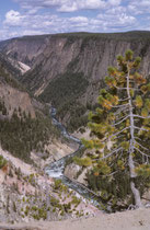 Der ca. 32 km lange Grand Canyon of the Yellowstone ist zwischen 250 und 400m tief und zwischen 500m und 1300m breit. Manchmal ist das Gestein auch grau, orange, rosa oder rot Die Farben rühren von geothermisch verfärbten Eisenvorkommen im Gestein.