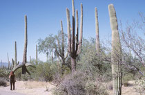 Die Temperaturen im Saguaro NP übersteigen im Sommer tagsüber oft 40°C im Schatten, während es abends auf durchschnittlich 22 C abkühlt. Der Nationalparkstatus wurde erst im Jahre 1994 vergeben. Heute erstreckt sich der Park  über knapp 370 km².