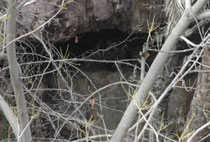 Am Nachmittag des 7. April 2017 entdeckten wir am Gegenhang eines schmalen Flusslaufes in einer Höhle eine Tigermutter mit zwei, etwa 4 Monate alten Jungtieren. Durch die Feldstecher sah man sie saugen und miteinander spielen (Fotos waren schwierig).