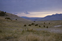 Abermillionen Bisons lebten einst in Amerika. 1890 waren sie fast ausgerottet. Heute gibt es wieder etwa 250‘000 Individuen. 350-500 leben auf der National Bison Range, Montana (1908 als Schutzgebiet geschaffen, ist sie heute Zentrum der Bisonforschung).