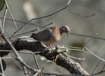 Die relativ kleine, häufige Palmtaube (Stigmatopelia senegalensis cambayensis) ist überwiegend ein Vogel arider Dornbuschsavannen. Sie frisst Körner und Samen, andere pflanzliche Nahrung und kleine Insekten, die sie oft am Boden sucht. (s. auch Jordanien)