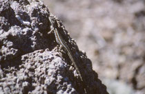 Die ovipare Slevins Bunchgrass-Eidechse (“Slevin's bunchgrass lizard“ [Sceloporus slevini]) mit einer Körperlänge von nur 4-7 cm  lebt ebenfalls nur im SW der USA und in Nordmexiko. Die Nahrung besteht hauptsächlich aus Insekten, aber auch Spinnen.