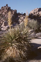 Der 3199 km²  grosse Joshua-Tree-Nationalpark ist eine  Wüstenlandschaft im Südosten Kaliforniens, die den Übergang zwischen der höher gelegenen, kühleren und feuchteren Mojave-Wüste im NW und der Colorado-Wüste(im E unterhalb von 900m) bildet. 