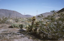 Nordwestlich von San Diego liegt der Anza-Borrego Desert State Park. Auf 2428 km2 bewahrt er ein grossflächiges Wüste-Ökosystem, das von menschlichen Eingriffen nahezu unbeeinflusst ist und ermöglicht, die Wunder der Colorado Desert kennenzulernen.