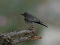 Auch der Schwarzschwanz (Cercomela melanura) liess sich in unmittelbarer Nähe der Lodge beobachten. Diese Art ist ein Jahresvogel in der Region (Sinai Halbinsel, Negev Wüste, Region ums Tote Meer, Jordan Tal, Berge um Aqaba etc.).