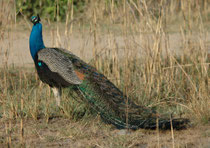 Der unfassbar schöne, etwa 2 m lange Blaue Pfau (Pavo cristatus) ist in Indien, wo er seit jeher als Wildvogel lebt, ein heiliges Tier und der Nationalvogel. Pfauen sind polygam und  leben in kleinen Familienverbänden (ein Hahn und mehrere Hennen.)