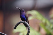 Violettdegenflügel-Kolibri (Campylopterus hemileucurus) im Hummingbird Garden beim La Paz Wasserfall.