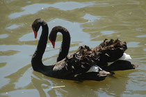 Das natürliche Verbreitungsgebiet des Schwarzschwans (Cygnus atratus) der auch Trauerschwan genannt wird, ist Australien (hier auf dem River Torrens in Adelaide) und Tasmanien. Die Gesamtpopulation wird auf 100‘000 bis 1 Mio. Tiere geschätzt.