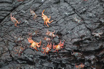 Auf Floreana sahen wir auch bald die Rote Klippenkrabbe (Grapsus grapsus) in grosser Zahl. Während die Jungtiere schwarz gefärbt sind, zeichnen sich erwachsene Exemplare durch eine unglaubliche Farbenpracht aus.