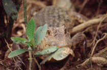 Auf diesem Bild sieht man den für die Art charakteristischen, markanten Knochenwulst vor den Augen deutlich. Der Brillenkaiman treibt am Tag an der Oberfläche und wird nachts aktiver. Männchen sind territorial und haben eine Rangordnung (Sarapiqui River).