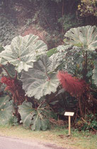 Vegetation (Art ?) auf dem 2708 m hohen Vulkan Poas, der häufig in den Wolken liegt und deshalb ist die Feuchtigkeit dort ziemlich hoch.