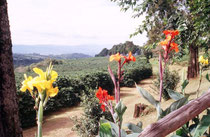Kaffeeplantage bei der Anfahrt zum Vulkan Poas.