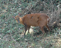 Der scheue, einzelgängerische Indische Muntjak (Muntiacus muntjak), wegen seines Alarmrufs auch „barking deer“ genannt, bewohnt dichte Wälder und Hügellandschaften bis auf 4000m ü. M. mit genügend Deckung und Nahrung (Gräser, Blätter, Triebe junger Bäume)